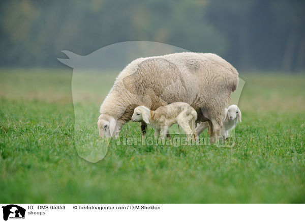 Schafe / sheeps / DMS-05353