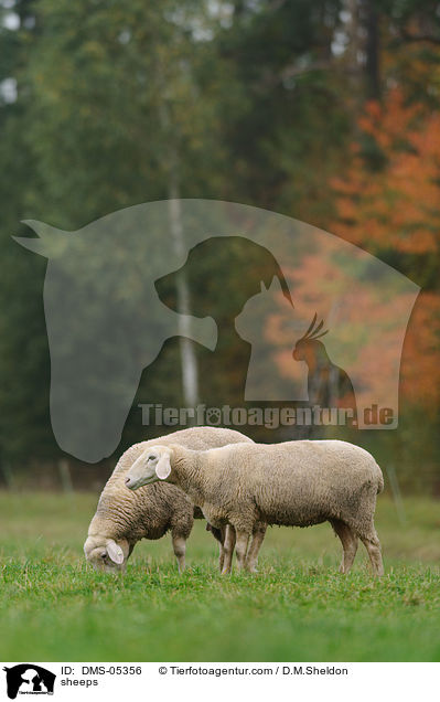 Schafe / sheeps / DMS-05356