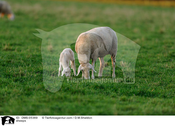 Schafe / sheeps / DMS-05369