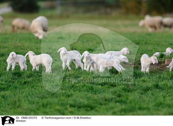 Schafe / sheeps / DMS-05370