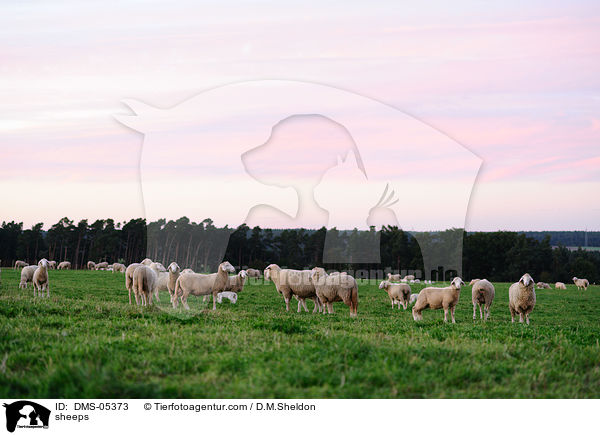 Schafe / sheeps / DMS-05373