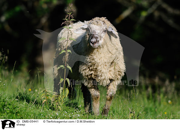 Schaf / sheep / DMS-05441