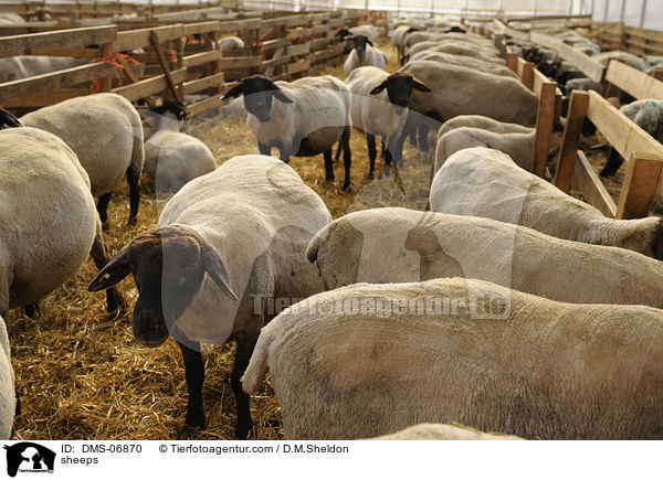 Schafe / sheeps / DMS-06870