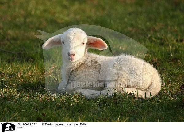 Lamm / lamb / AB-02822
