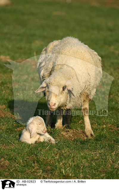 Schafe / sheeps / AB-02823