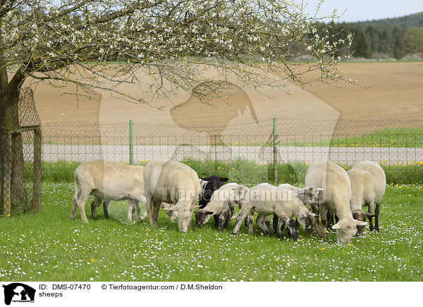 Schafe / sheeps / DMS-07470