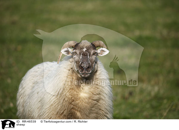 Schaf / sheep / RR-46539