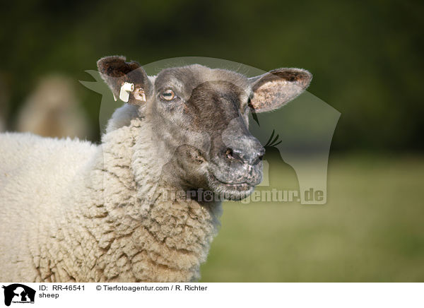 sheep / RR-46541