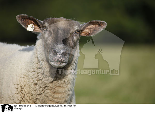 Schaf / sheep / RR-46543