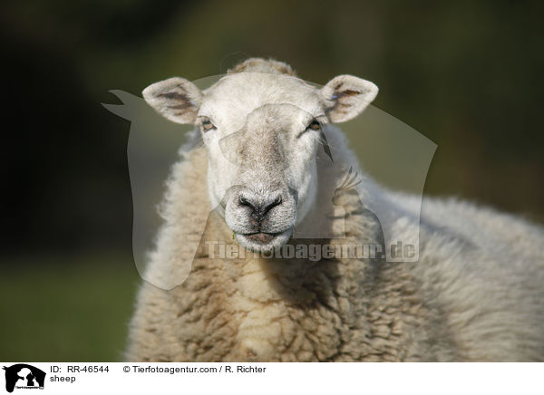 Schaf / sheep / RR-46544