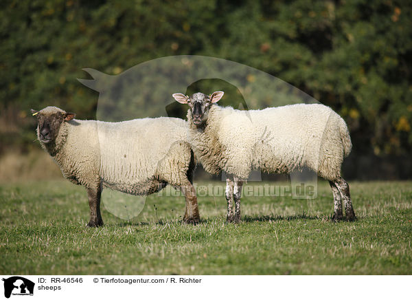 Schafe / sheeps / RR-46546