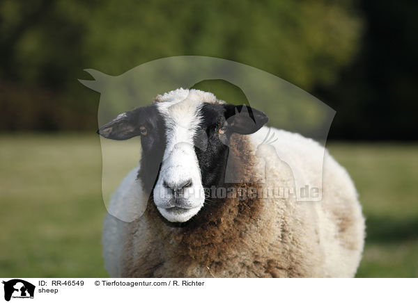 sheep / RR-46549