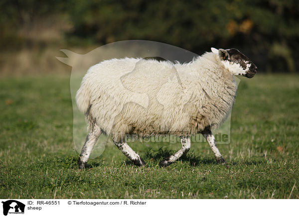 Schaf / sheep / RR-46551