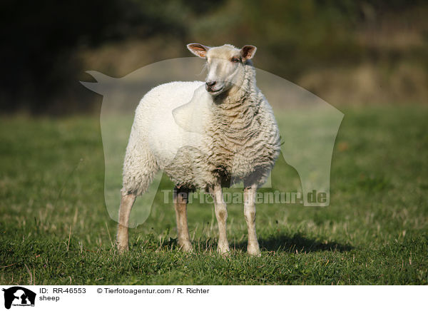 Schaf / sheep / RR-46553