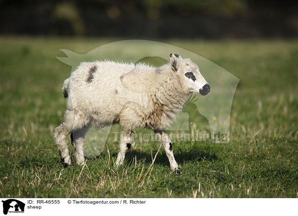 Schaf / sheep / RR-46555