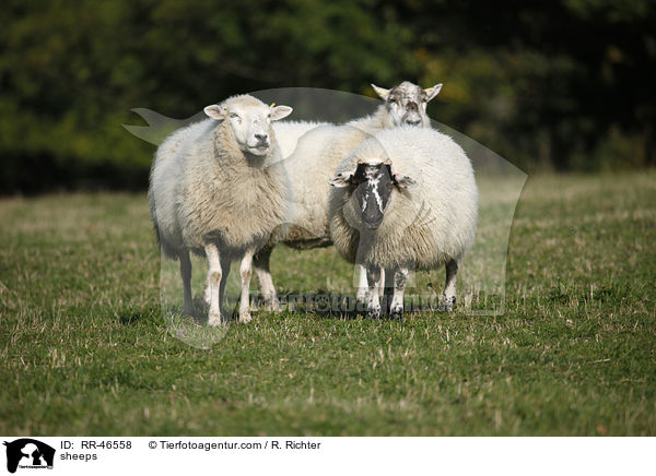 sheeps / RR-46558