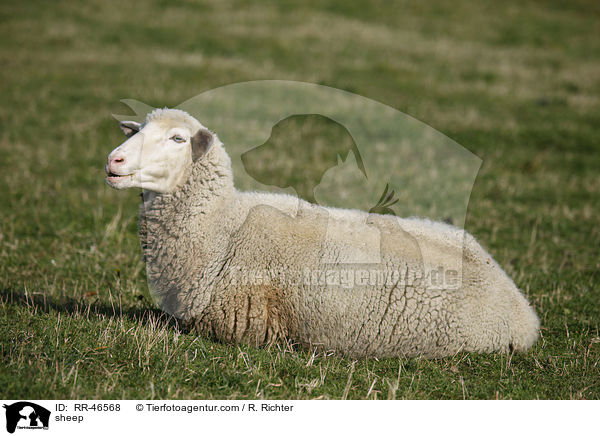 Schaf / sheep / RR-46568