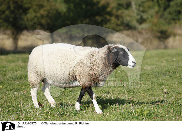 Schaf / sheep / RR-46575