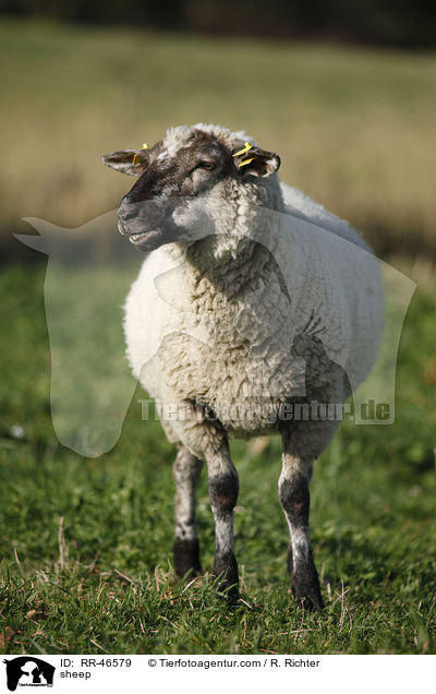 Schaf / sheep / RR-46579