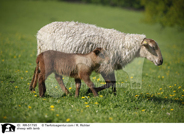 Schafmutter mit Lamm / sheep with lamb / RR-51795