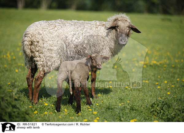 Schafmutter mit Lamm / sheep with lamb / RR-51821