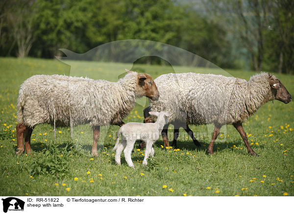 sheep with lamb / RR-51822