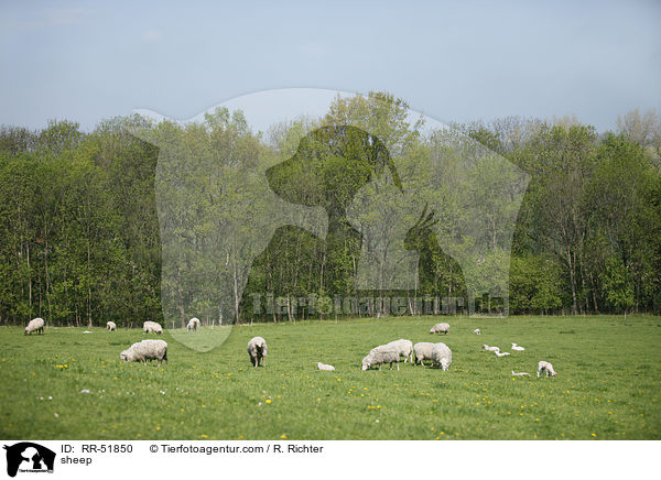 Schaf / sheep / RR-51850