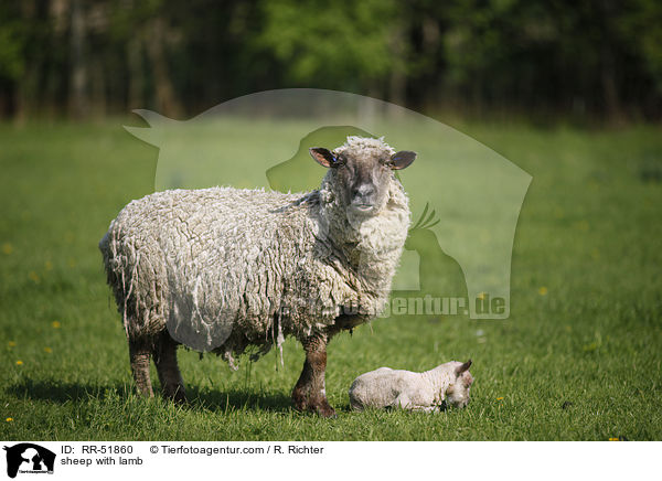 sheep with lamb / RR-51860