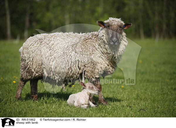 Schafmutter mit Lamm / sheep with lamb / RR-51862