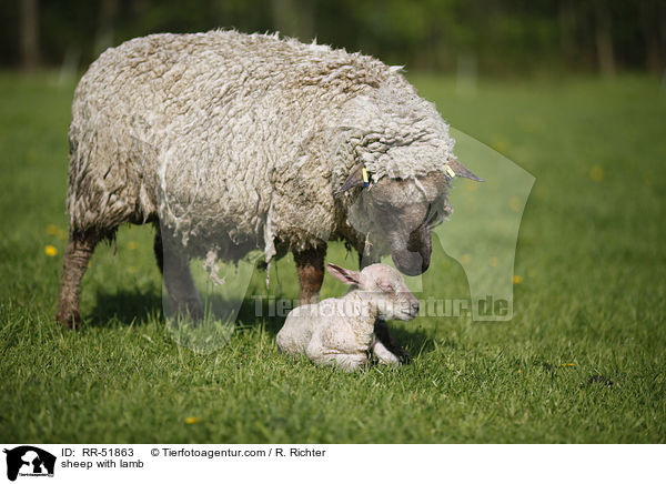 sheep with lamb / RR-51863