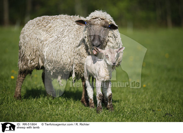 sheep with lamb / RR-51864