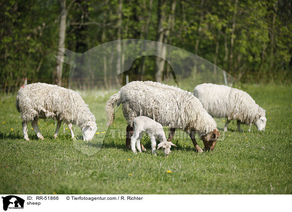 Schaf / sheep / RR-51866