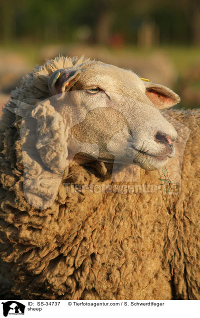 sheep / SS-34737