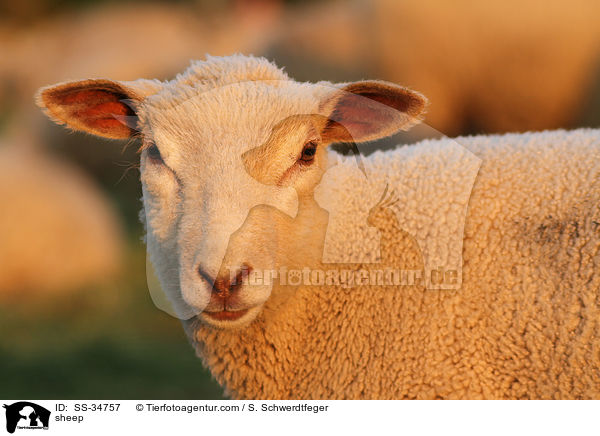 Schaf / sheep / SS-34757