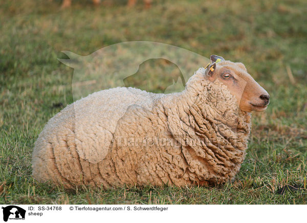 Schaf / sheep / SS-34768