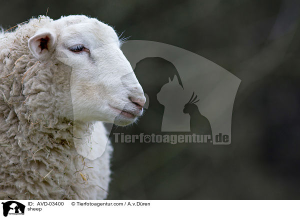 Schaf / sheep / AVD-03400