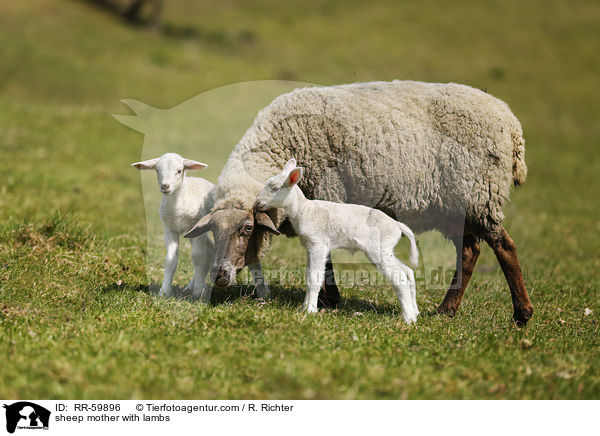 Schafmutter mit Lmmern / sheep mother with lambs / RR-59896
