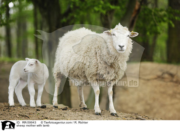 Schafmutter mit Lamm / sheep mother with lamb / RR-59943