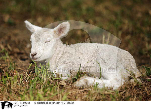 young lamb / RR-59955