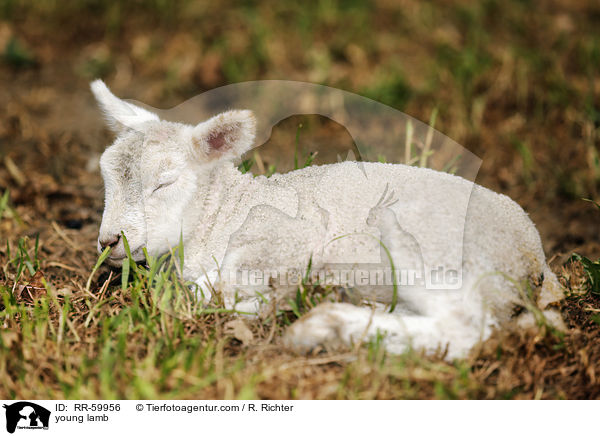 young lamb / RR-59956