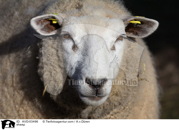 Schaf / sheep / AVD-03496