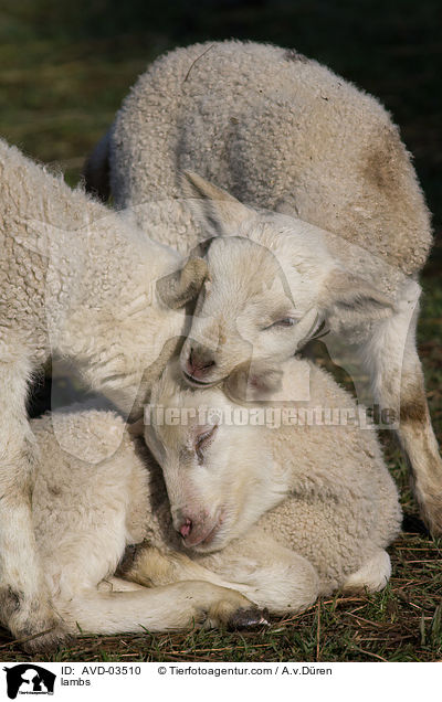Lmmer / lambs / AVD-03510