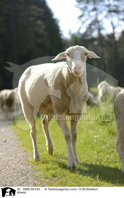 Schaf / sheep / DMS-08194