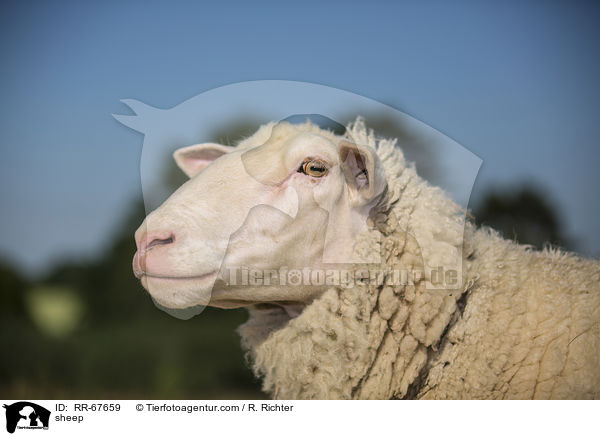 Schaf / sheep / RR-67659