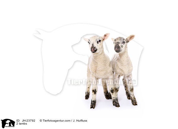 2 Lmmer / 2 lambs / JH-23792