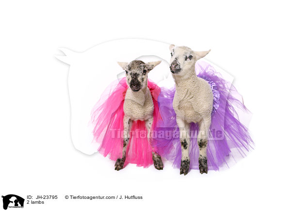 2 Lmmer / 2 lambs / JH-23795