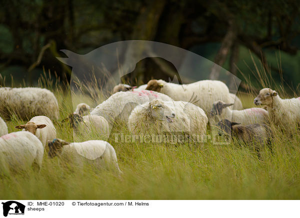 Schafe / sheeps / MHE-01020