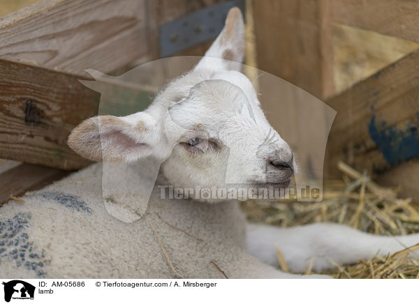 Lamm / lamb / AM-05686