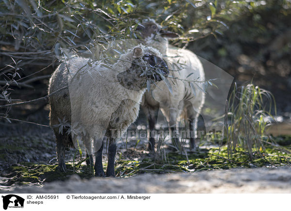 sheeps / AM-05691