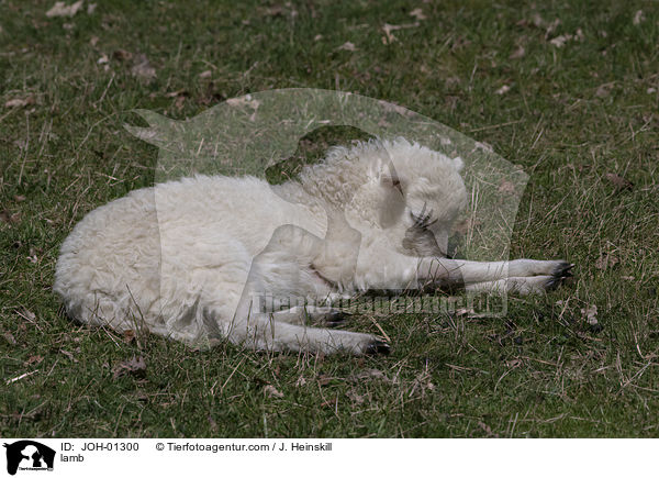 Lamm / lamb / JOH-01300